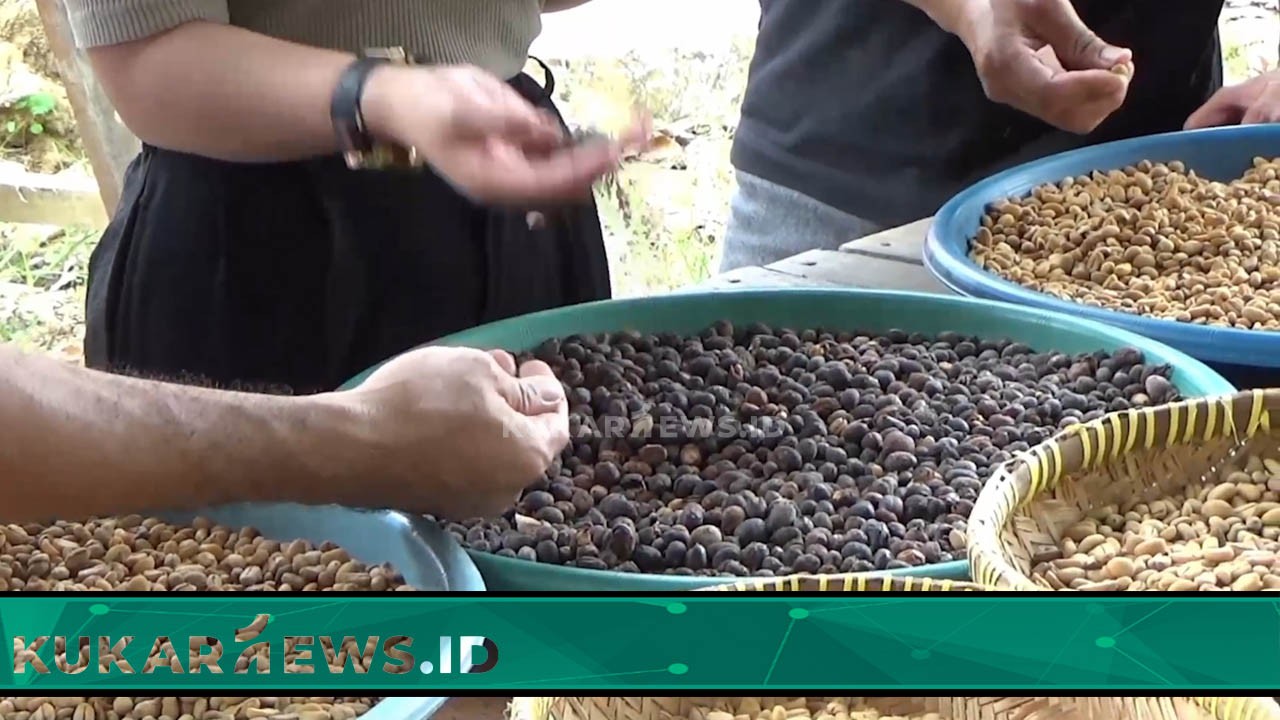 Desa Prangat Baru Kembangkan Jenis Kopi Varietas Liberika
