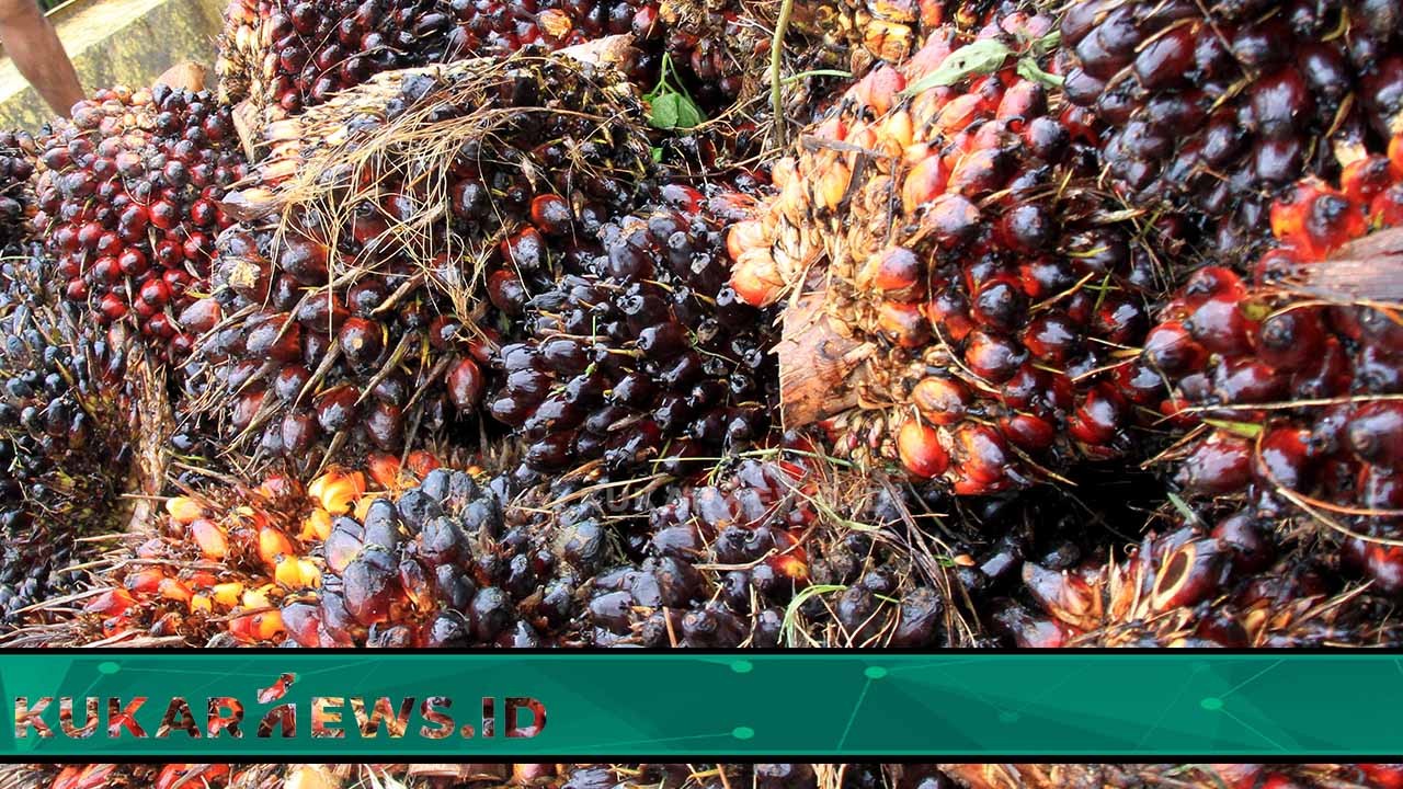 Tingkatkan Kesejahteraan Warga, Pemdes Benua Puhun Jalin Kerjasama Plasma Sawit dengan Perusahaan