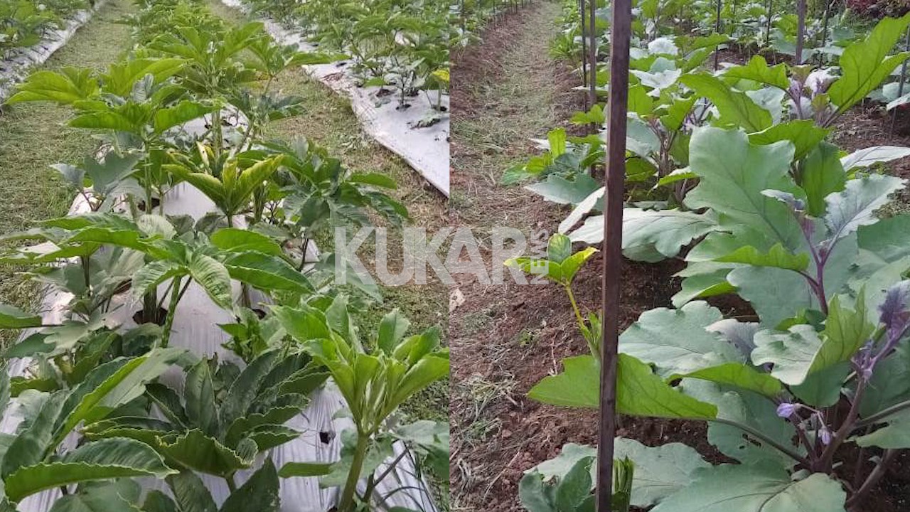 Menjanjikan, Distanak Kukar Tunggu Regulasi Pemeritah Pusat Terkait Tanaman Porang