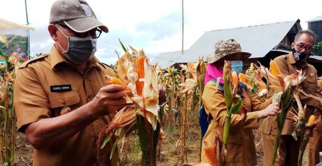 Pemkab Kukar Dorong Peningkatan Hasil Panen Jagung Desa Loa Lepu