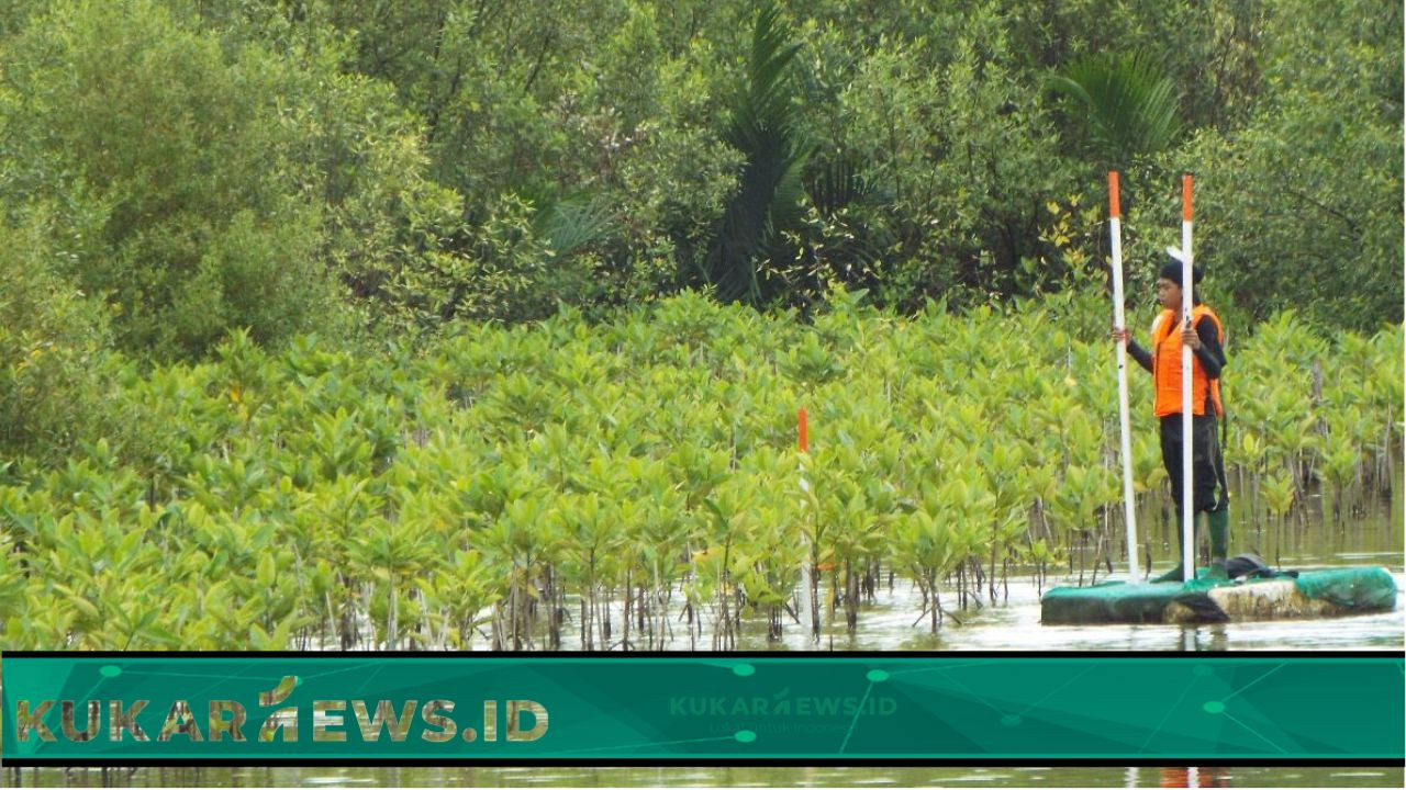 PT Pertamina Hulu Mahakam Berbagi Kisah Sukses Rehabilitasi Mangrove di Delta Mahakam