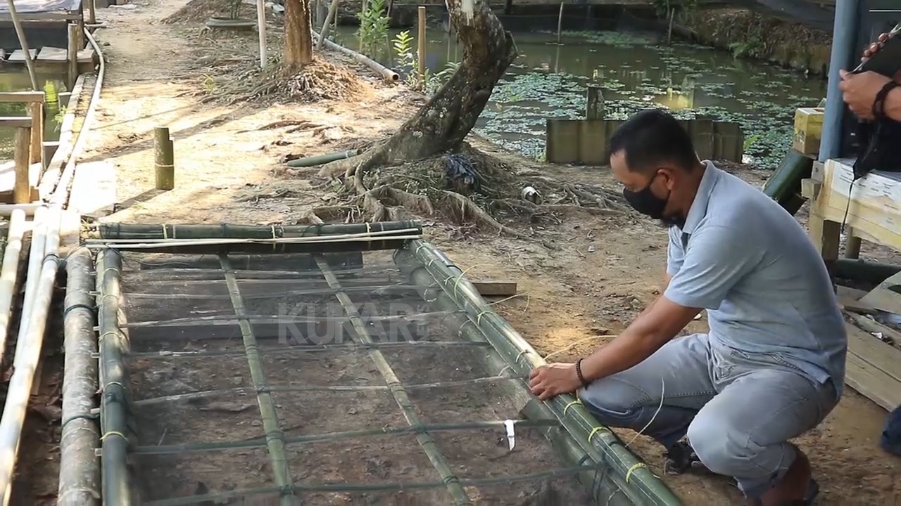 Mengembangkan Teknik Padi Apung